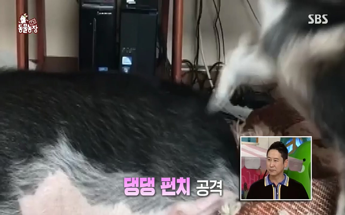 TV 동물농장.E1076.220704p.H264-F1RST.mp4_20220703_175553.543.jpg