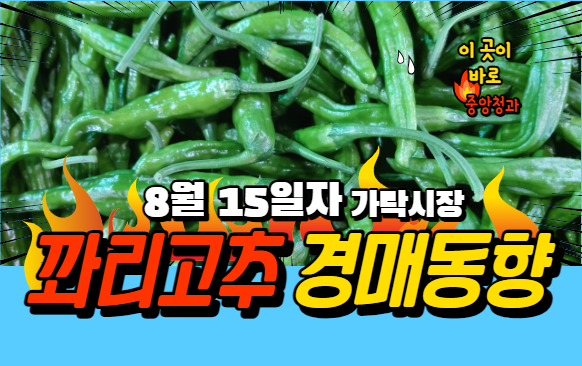  [경매사 일일보로] 8월 15일자 가락시장 꽈리고추 경매동향을 살펴보겠습니다!