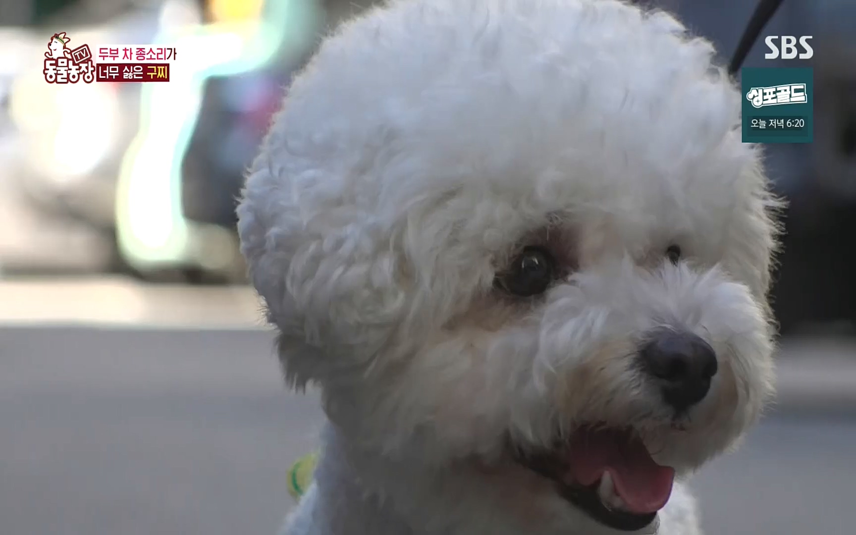 TV 동물농장.E1089.221002p.H264-F1RST.mp4_20221002_181940.701.jpg