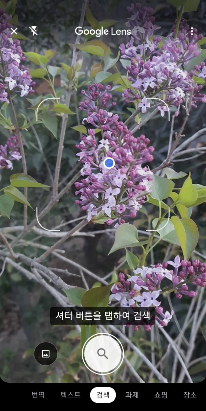 보라빛식물-구글렌즈검색