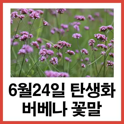 6월-24일-탄생화-버베나-꽃말