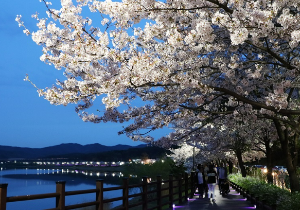 광교벚꽃 광교호수