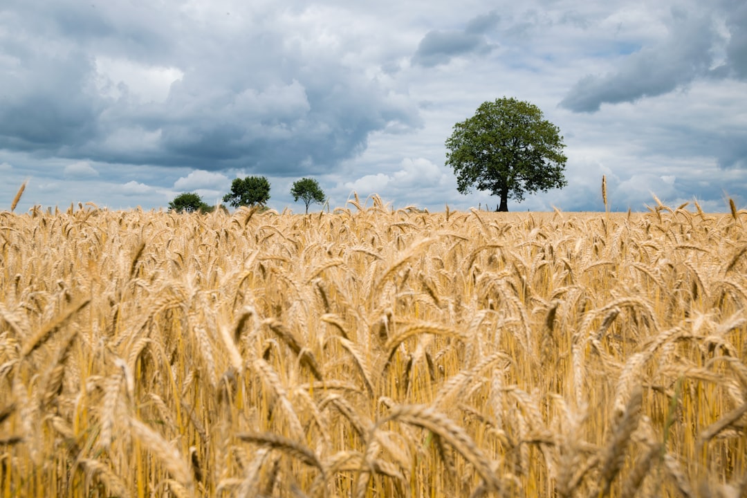 Barley.