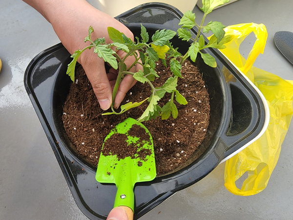 테라스 텃밭 집에서 방울토마토를 기르다 8