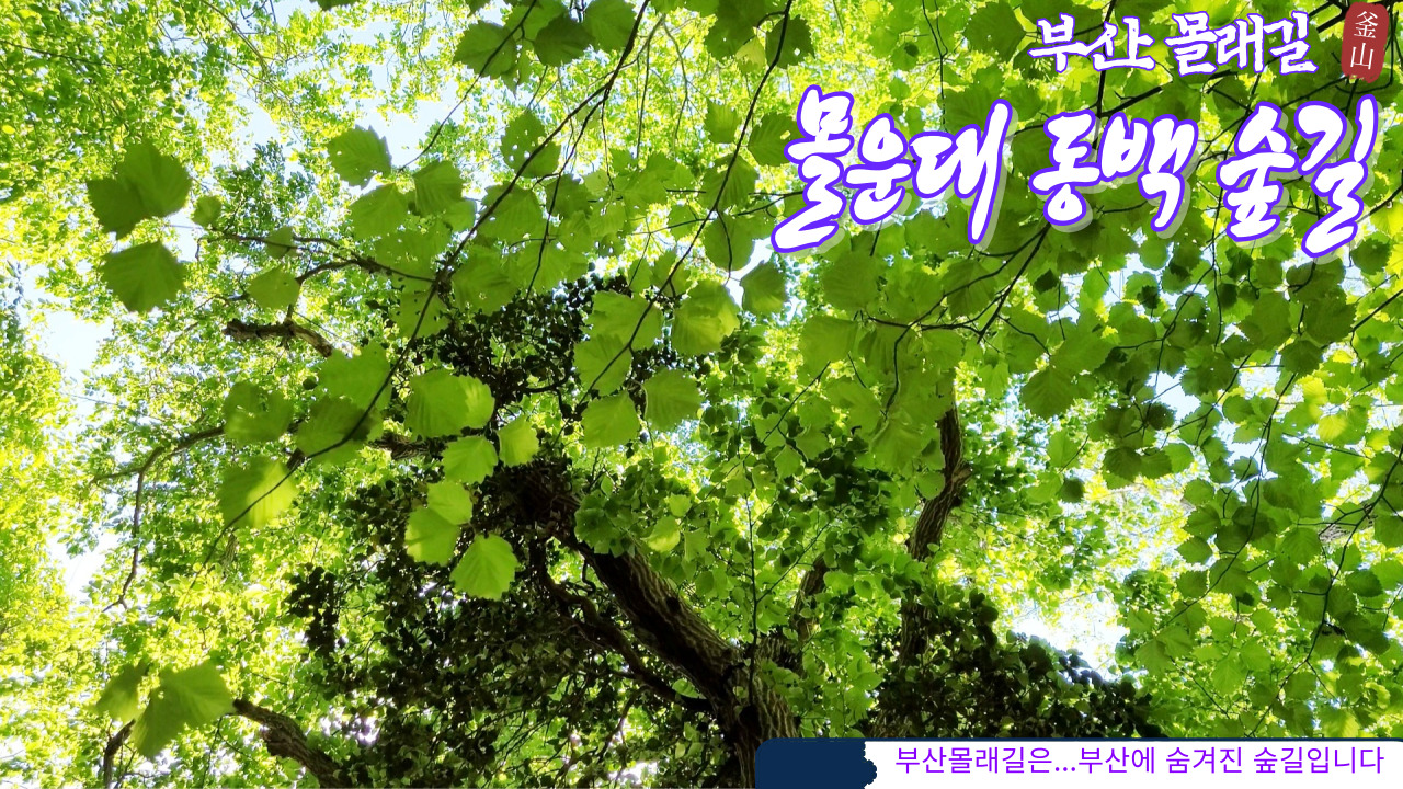원시림 이미지