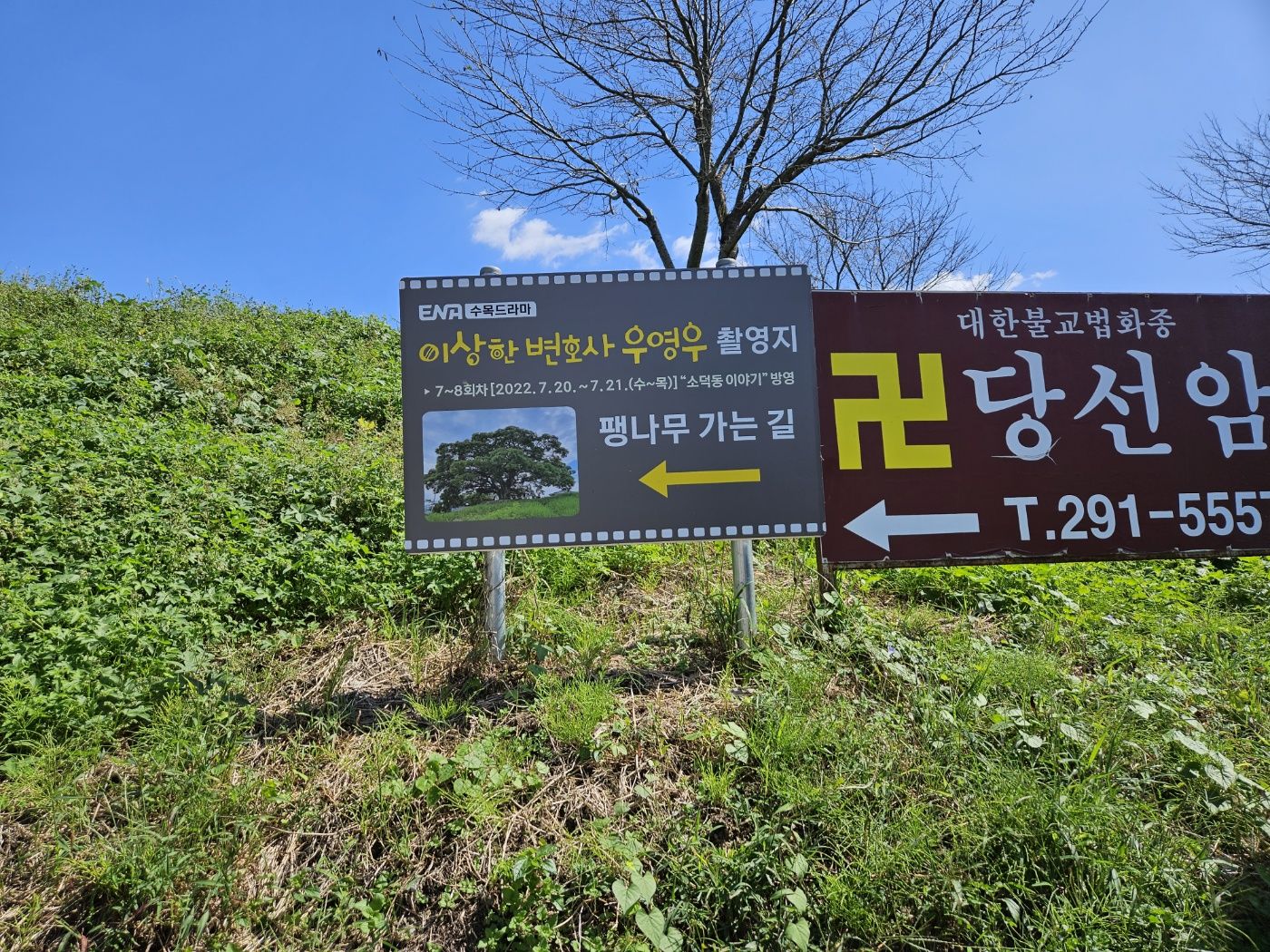 우영우팽나무 표지판