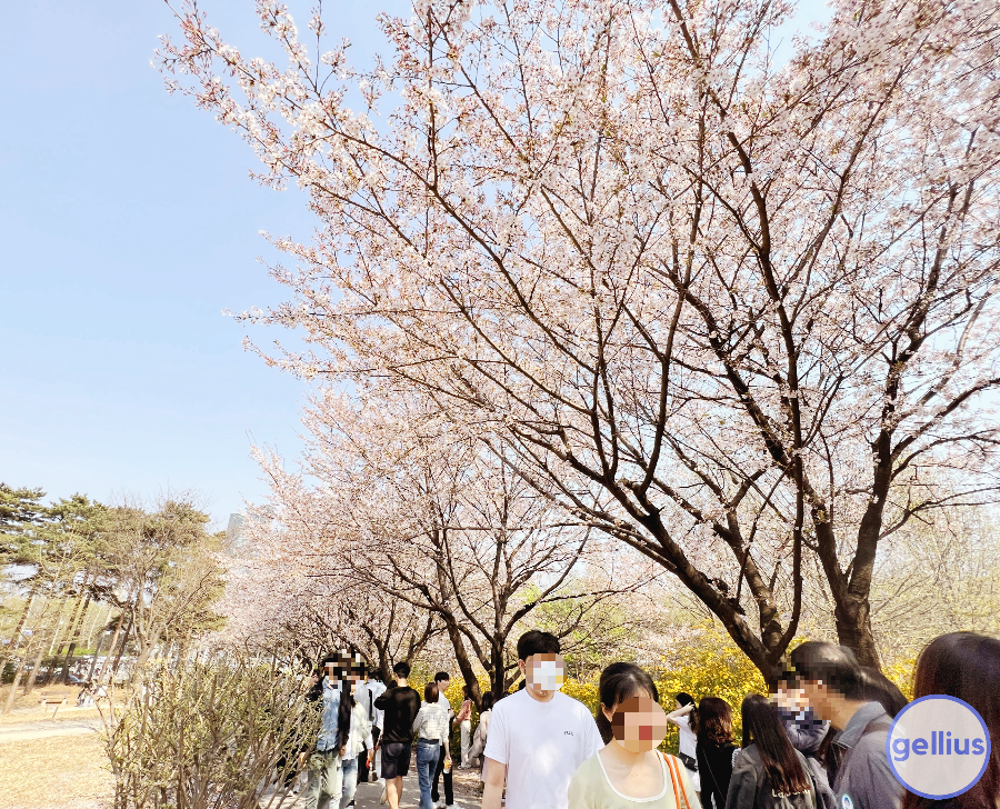 서울숲 살펴 볼 장소 아홉 번째&#44; 벚꽃 길 모든곳이 포토존