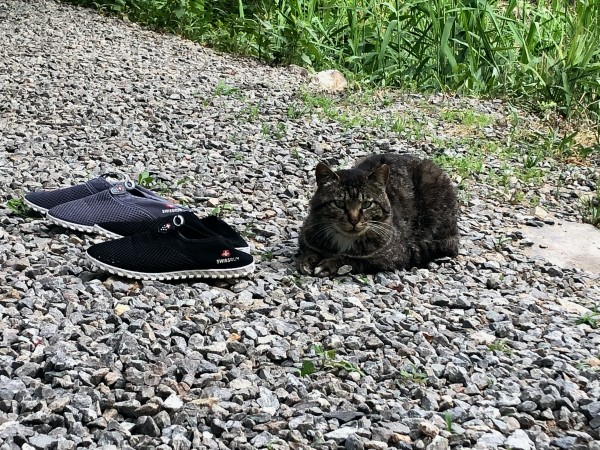 신발 옆에 고양이가 앉아있는 모습