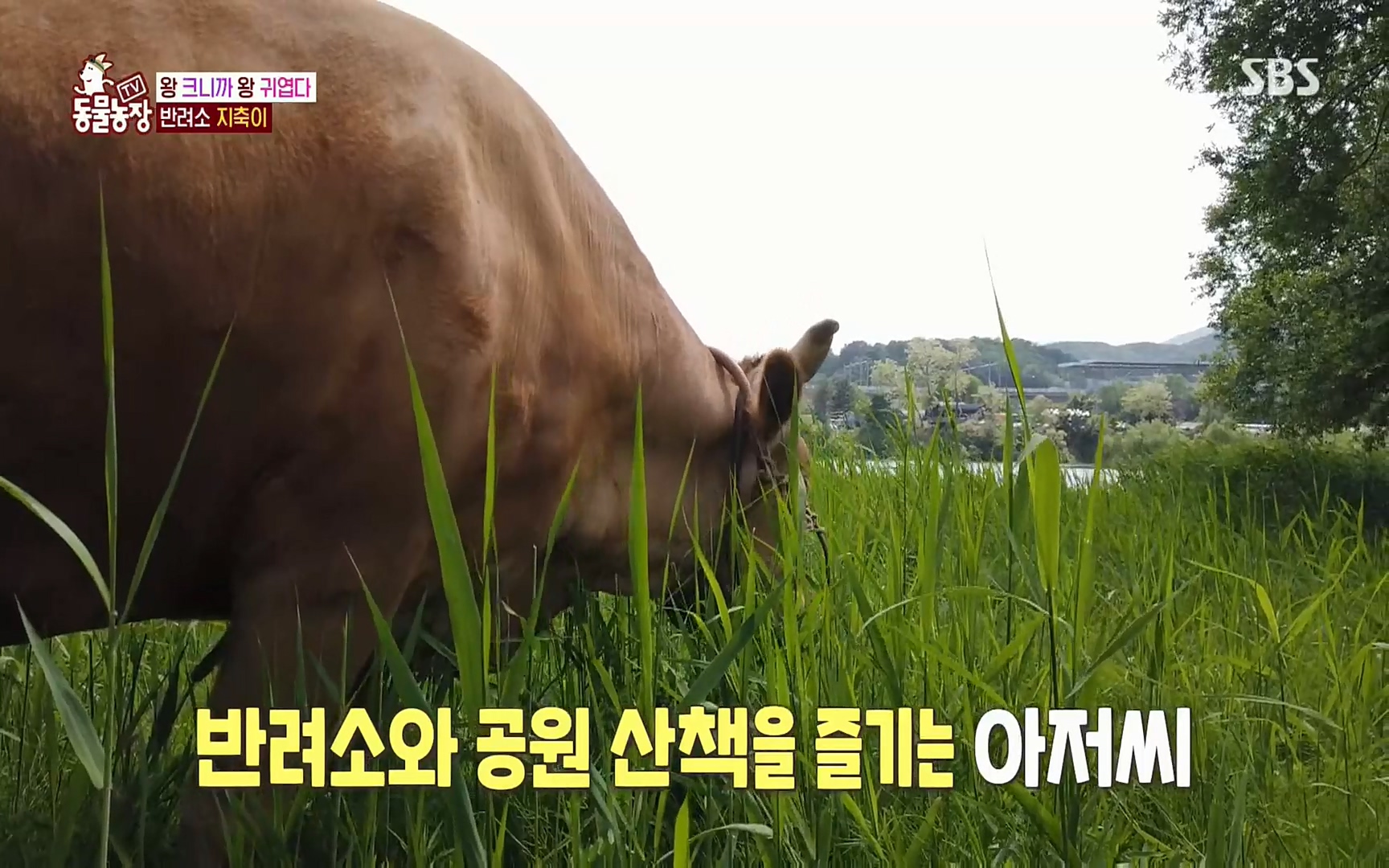 TV 동물농장.E1074.220619p.H264-F1RST.mp4_20220619_180932.691.jpg