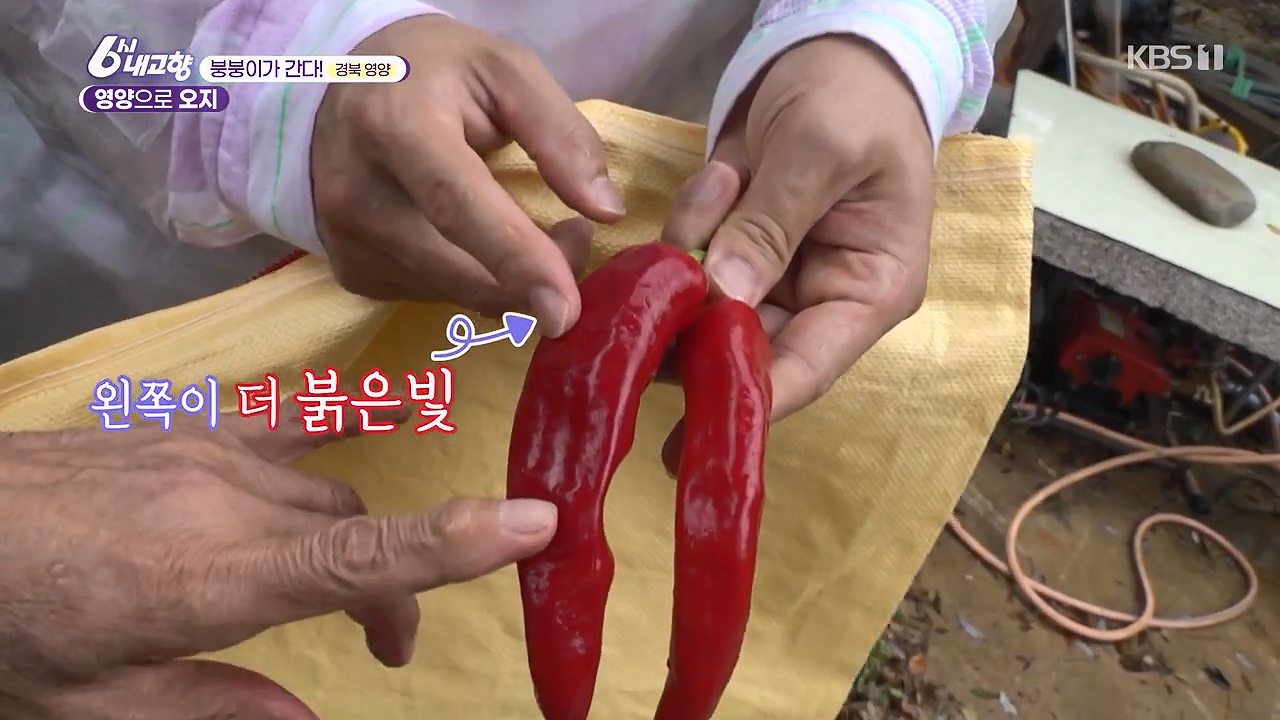 6시 내고향.E7878.230912p-NEXT.mp4_20230918_203952.117.jpg