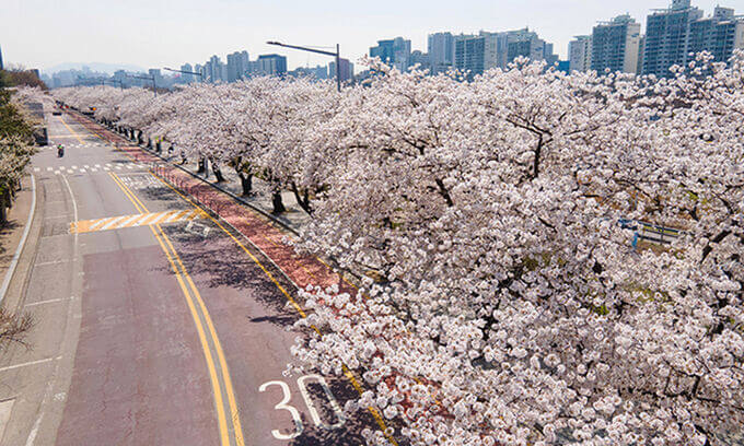 서울 여의도 봄꽃축제