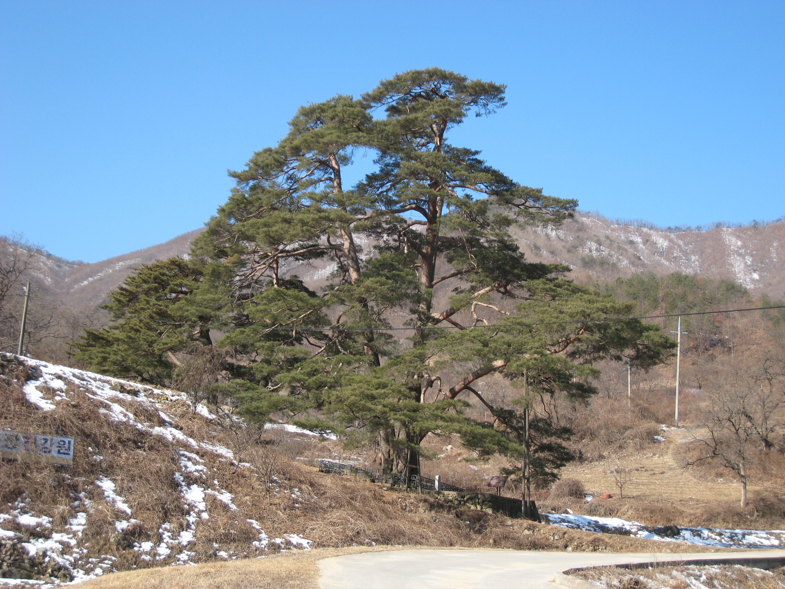 연엽산 이미지
