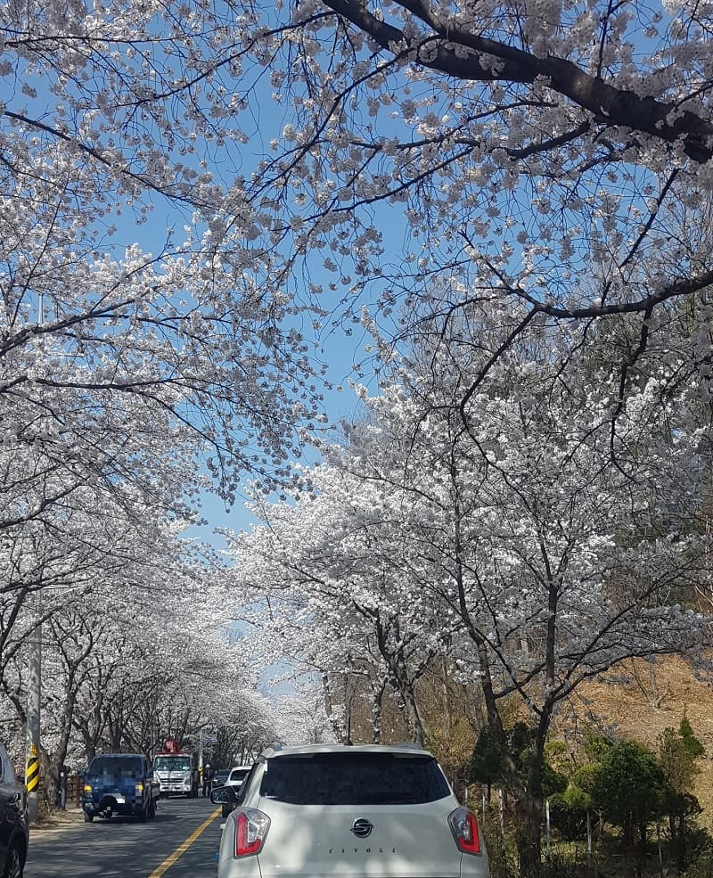 대청호 벚꽃길 사진 1