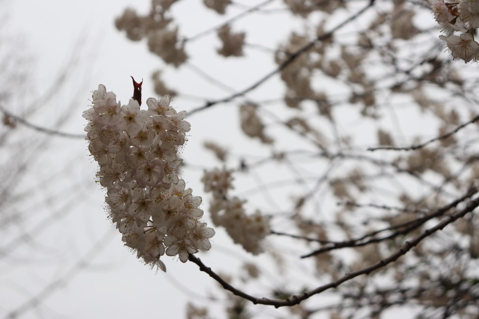 홍릉시험림(홍릉수목원) #페이지 토.일요일서울가볼만한곳 36