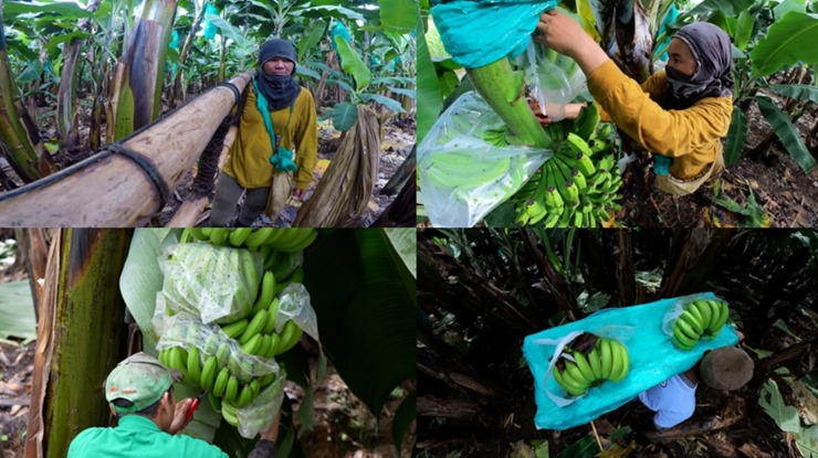 바나나-농장-작업자