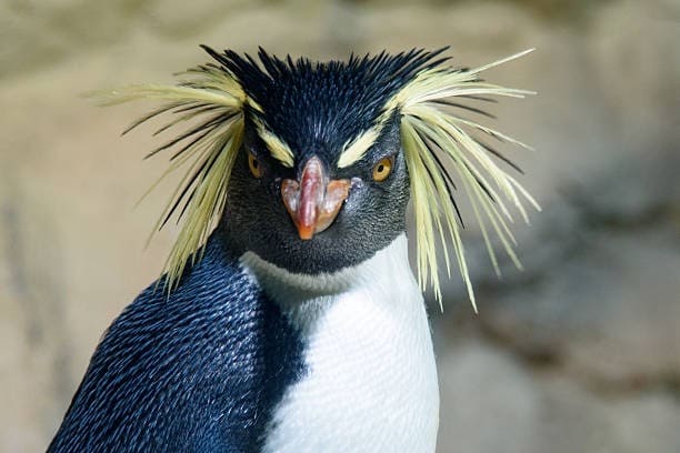 북부바위뛰기펭귄 (Northern Rockhopper Penguin)