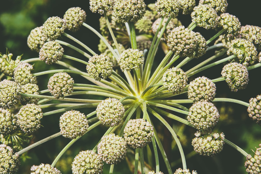 Angelica.