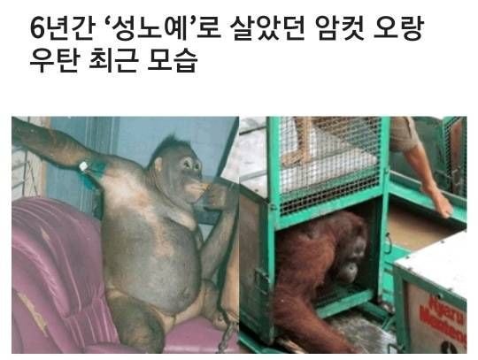  6년간 성노예로 살았던 암컷 오랑우탄 최근 근황