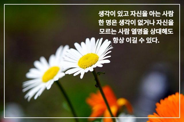 하얀색 데이지 꽃 두 송이