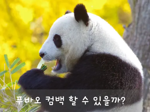  일본 샹샹 판다 근황 일본어 반응? 푸바오 귀국 가능성? 5촌 중국 반환!