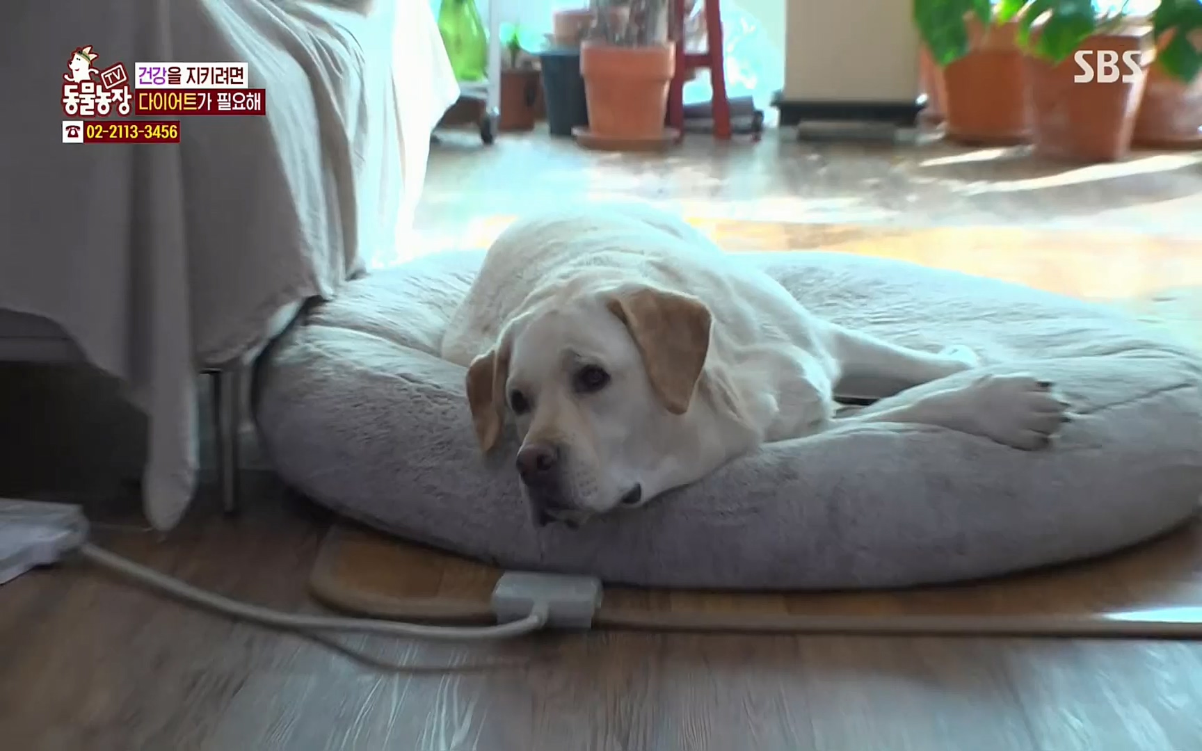 TV 동물농장.E1062.220327p.H264-F1RST.mp4_20220327_174418.251.jpg