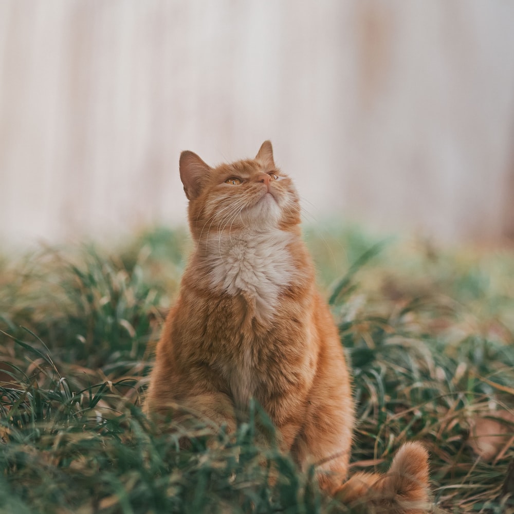 고양이 꿈해몽 태몽 34가지