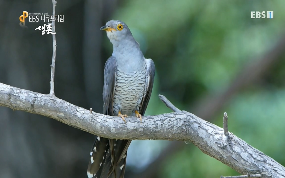 생존 3부_ EBS 다큐프라임_ 220629.avi_20220701_203720.965.jpg