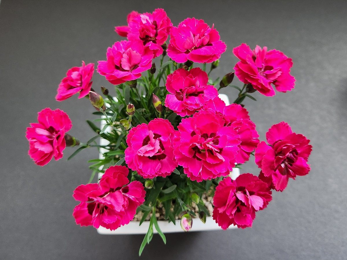 카네이션 Carnation