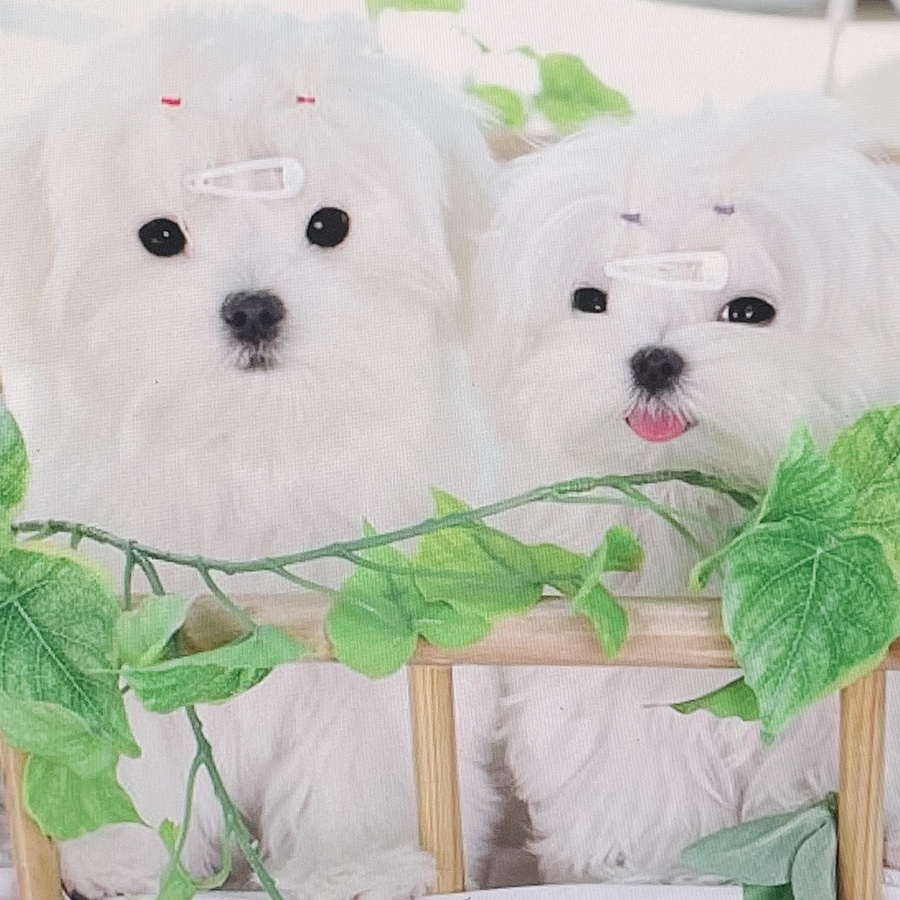 말티즈 키울 때 꼭 읽어보세요 소형견 종류 미니 15