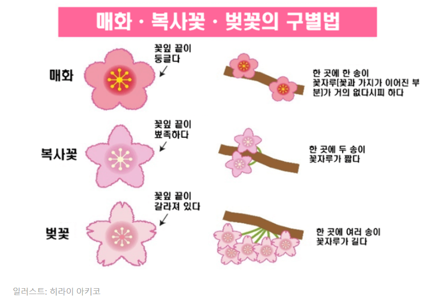 매화 vs 복사꽃 vs 벚꽃