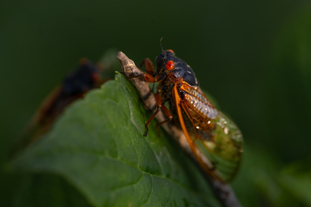 Cicada