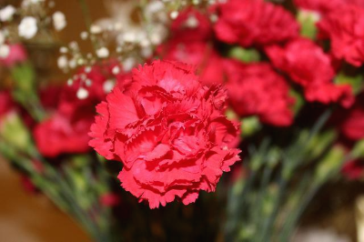 빨간색 카네이션과 하얀색 안개꽃으로 만든 꽃다발