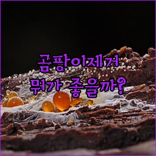 곰팡이 제거제 뭘 살까? 290만 돌