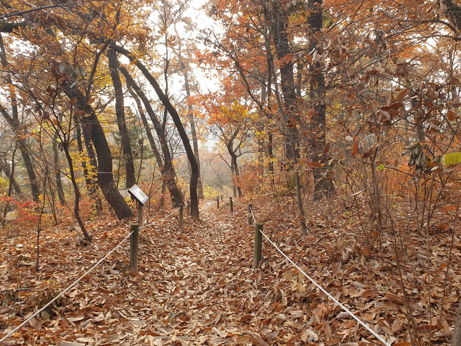 숲길에는-낙엽이-수북히-쌓이고-있다.