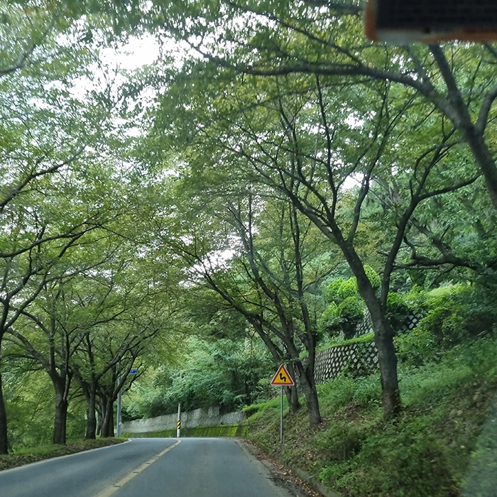 비슬산 가로수길