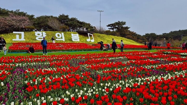 2025 태안 세계튤립꽃박람회 축제 일정, 입장료, 할인, 주차장, 근처 가볼만한 곳