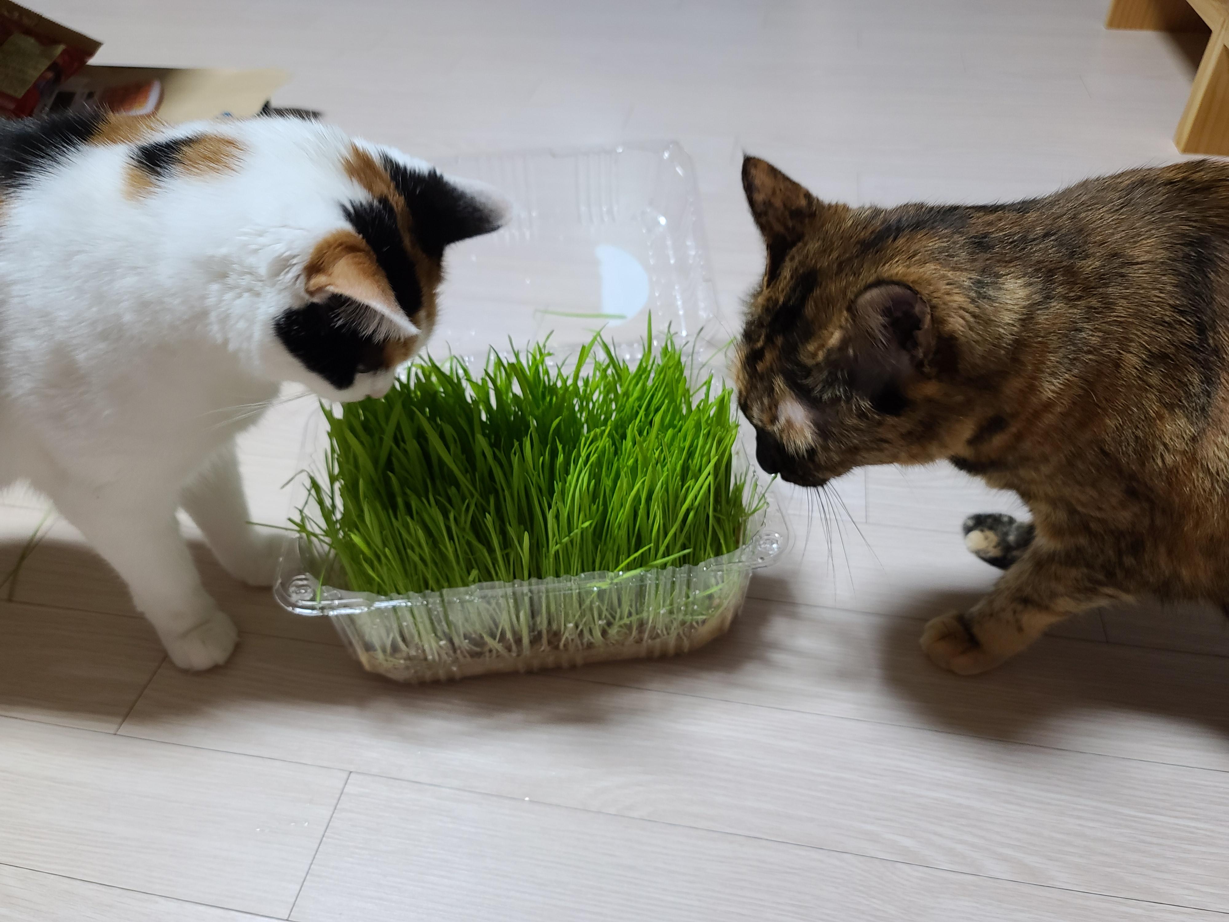 고양이 캣글라스 먹방 및 효능. 캣글라스를 대하는 아홉냥이들의 자세.