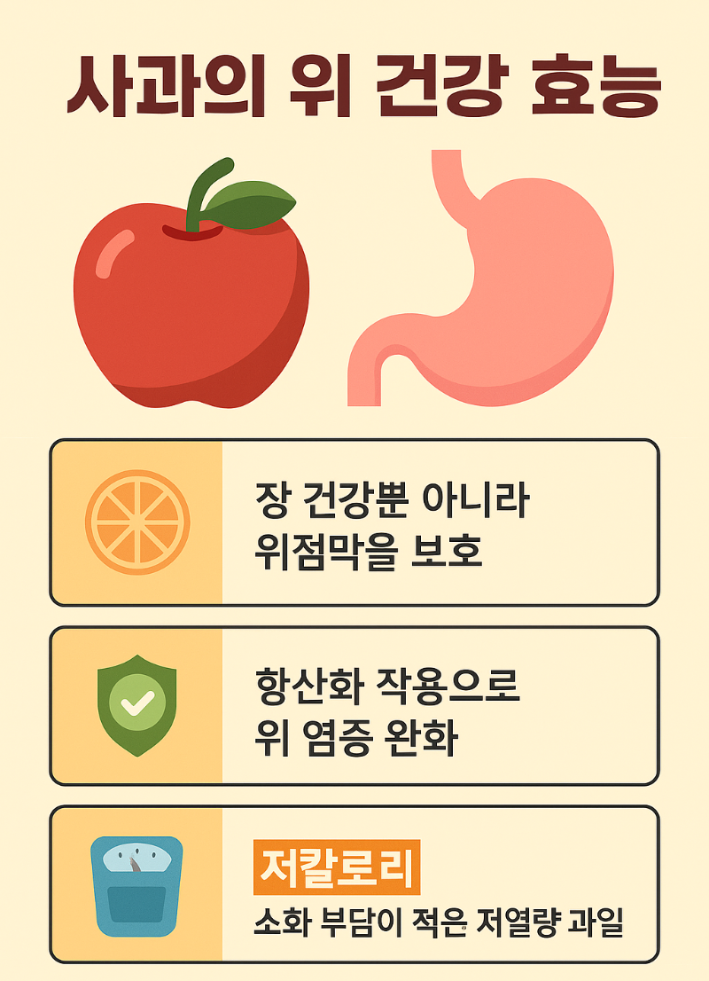 사과의 위 건강 효능 인포그래픽 - 펙틴, 폴리페놀, 저칼로리 효과 요약