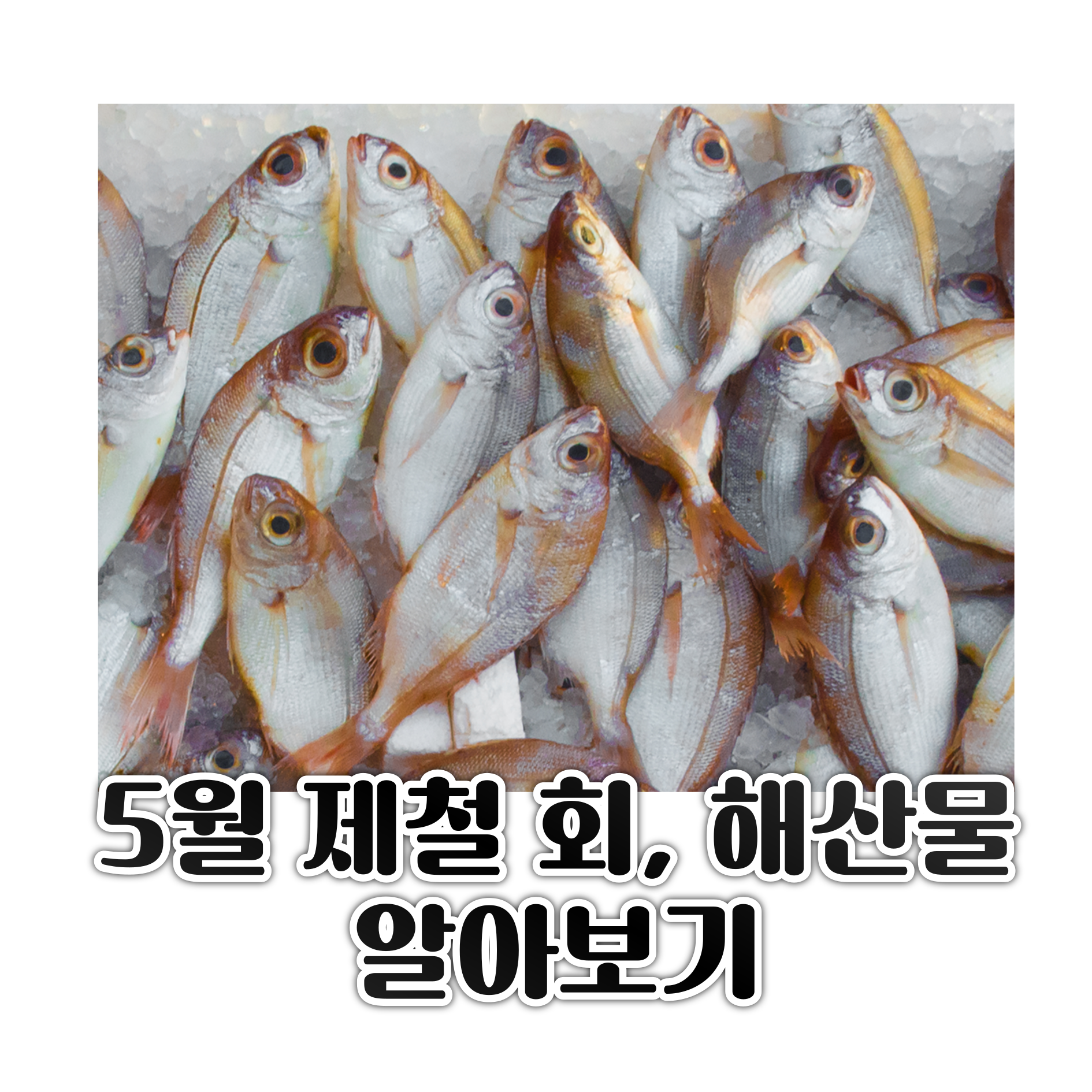 5월 제철음식 (회&#44; 해산물) 알아보기