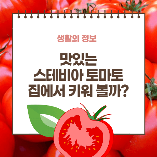 스테비아 토마토를 재배하는 방법