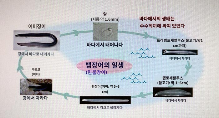 민물장어-뱀장어-일생