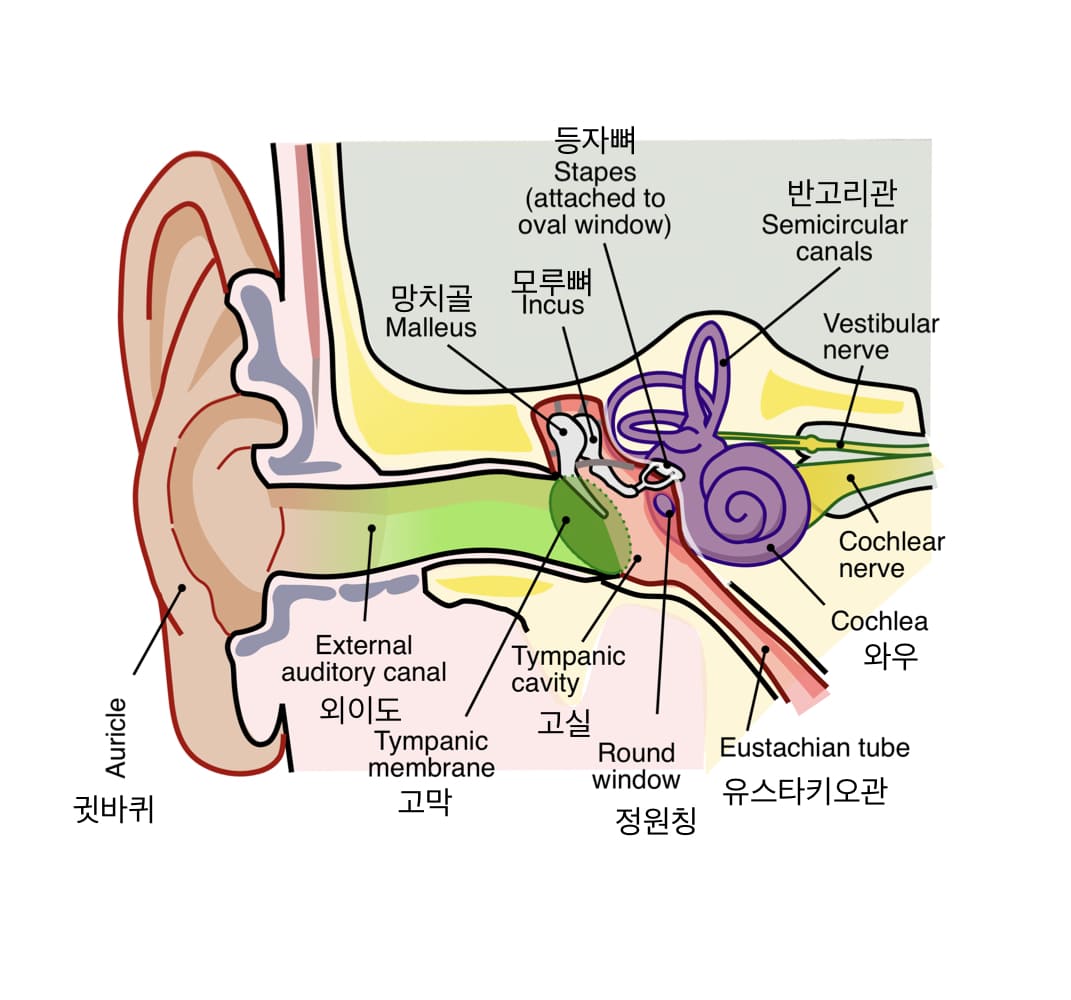 청각