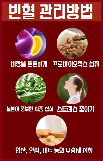 빈혈 관리방법