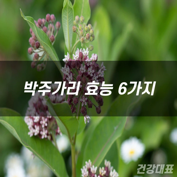 박주가리 효능