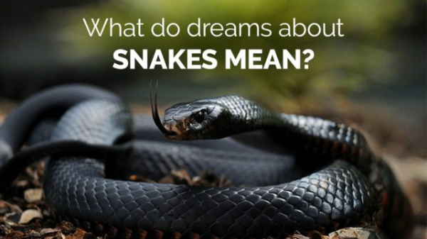뱀 꿈해몽 50가지 풀이 - 뱀에 물리는 꿈, 뱀을 죽이는 꿈, 길몽? 흉몽?