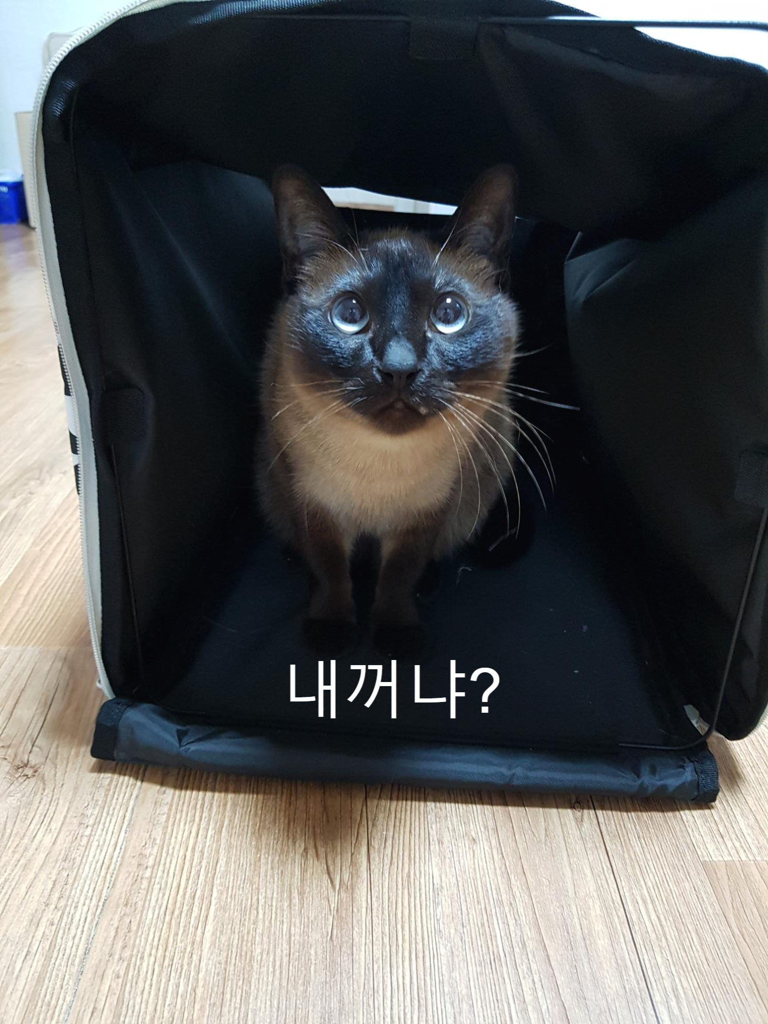  이케아 루르비그 고양이(강아지) 이동장 리뷰