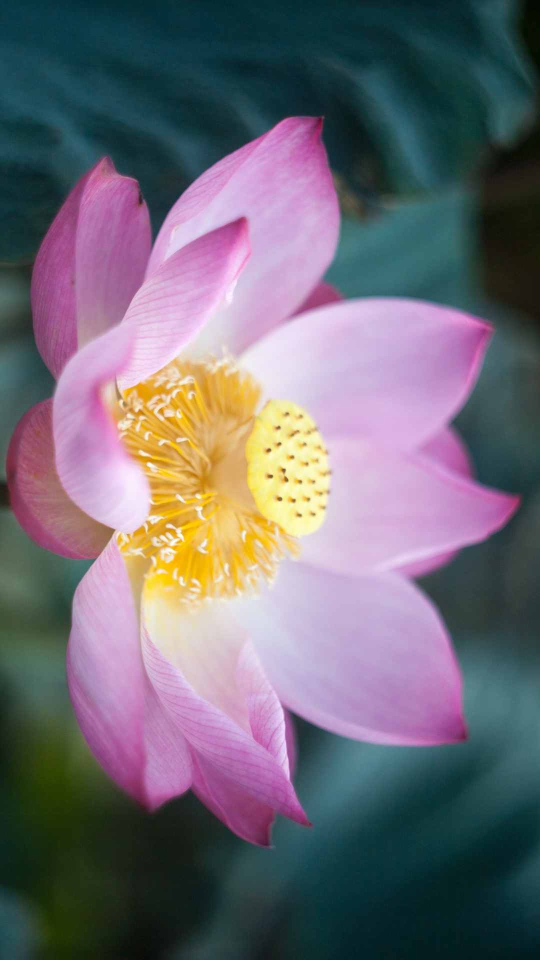 Lotus Flower iPhone Wallpaper