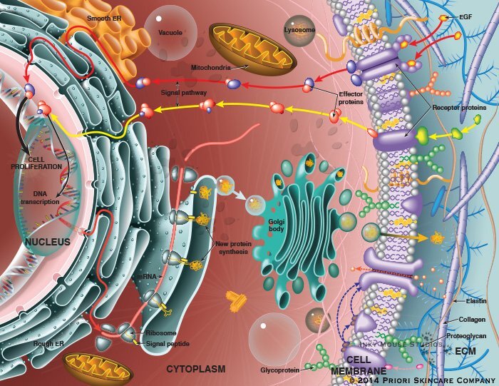 세포 구성물은 거의 대부분이 단백질이다