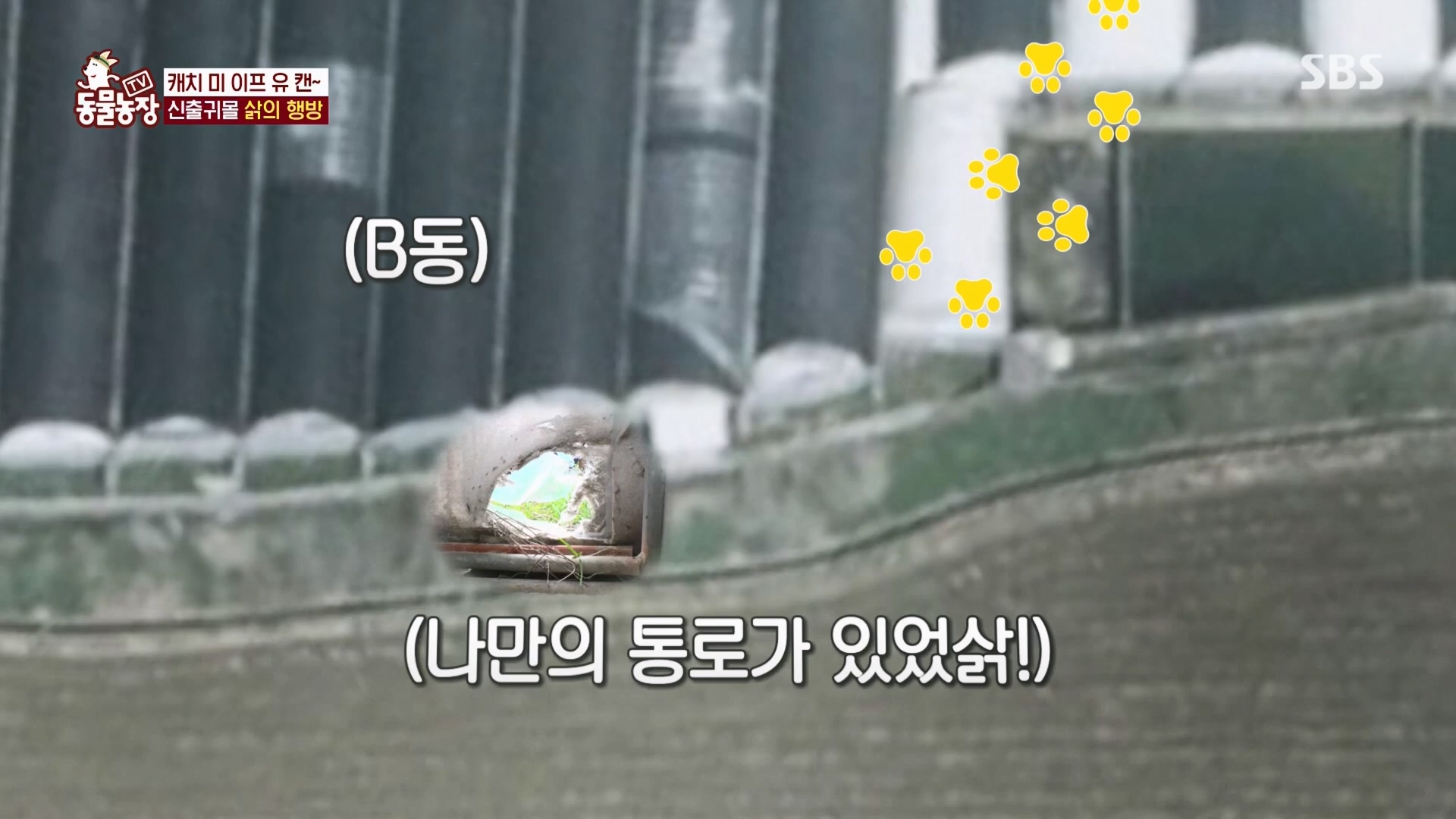 TV 동물농장.E1165.240331p.H264-F1RST.mp4_20240331_144348.832.jpg