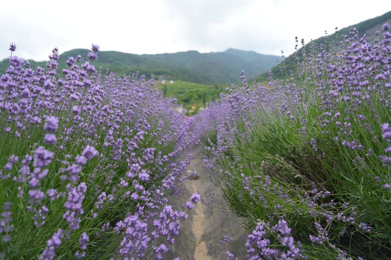 무릉별유천지